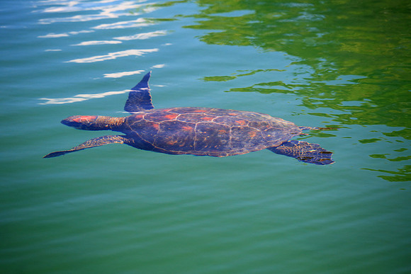 Galápagos green turtle (Chelonia mydas agassisi)