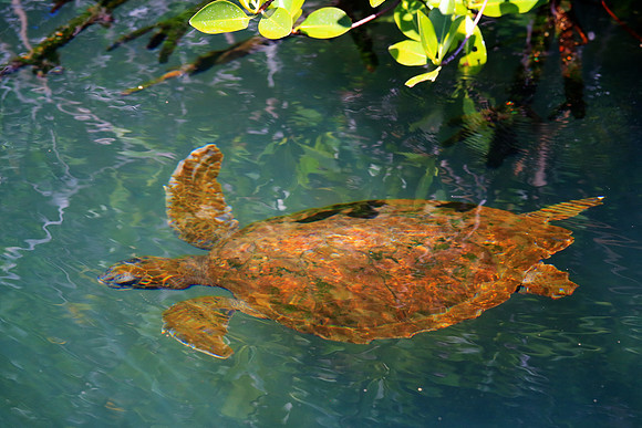 Galápagos green turtle (Chelonia mydas agassisi)