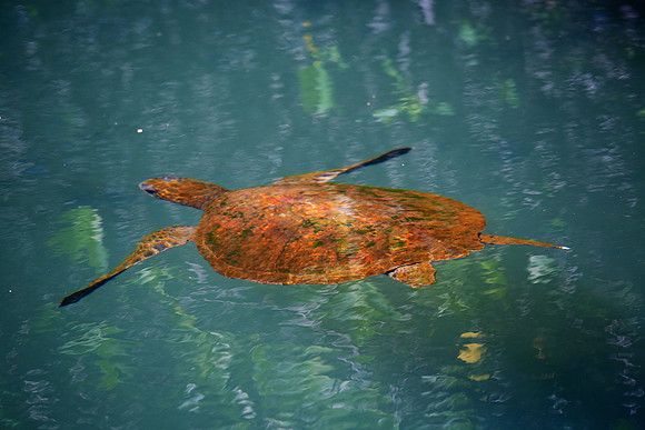 Galápagos green turtle (Chelonia mydas agassisi)