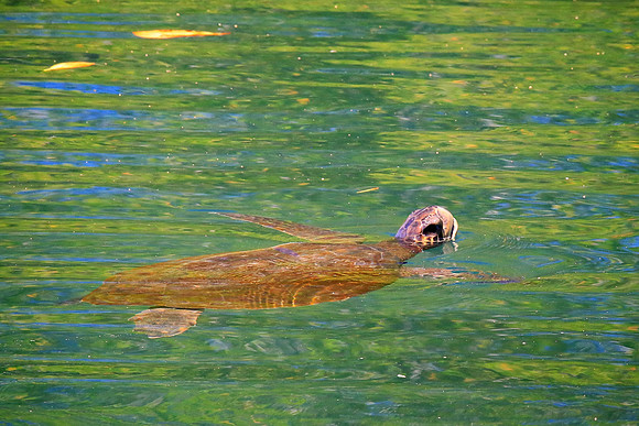 Galápagos green turtle (Chelonia mydas agassisi)