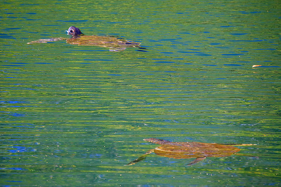 Galápagos green turtle (Chelonia mydas agassisi)