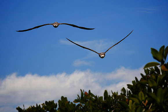 Blue-footed Booby (Sula nebouxii)