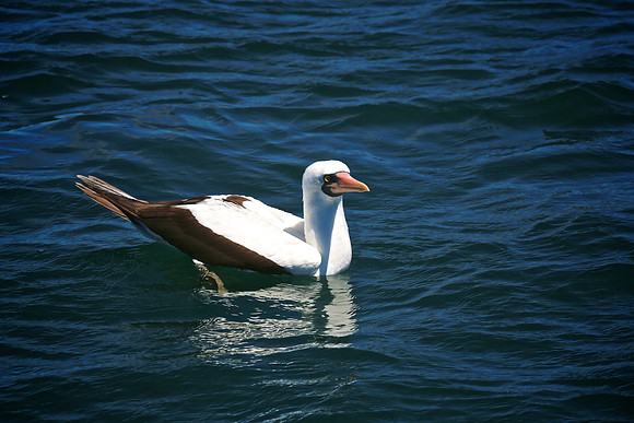 Nazca booby (masked booby) - Sula granti