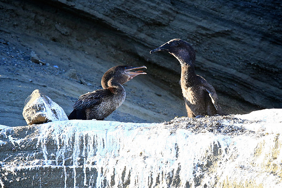 Flightless Cormorant (Phalacrocorax harrisi)