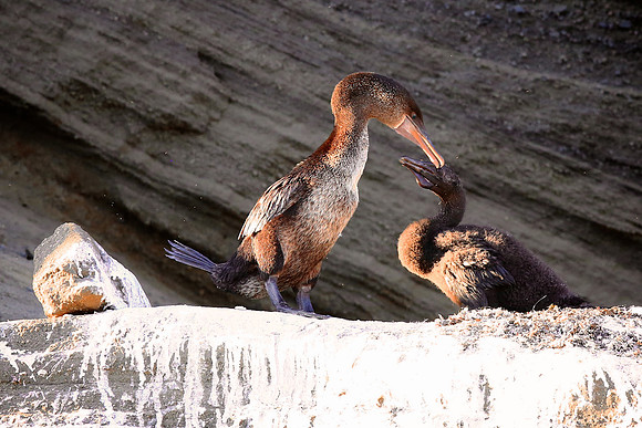 Flightless Cormorant (Phalacrocorax harrisi)
