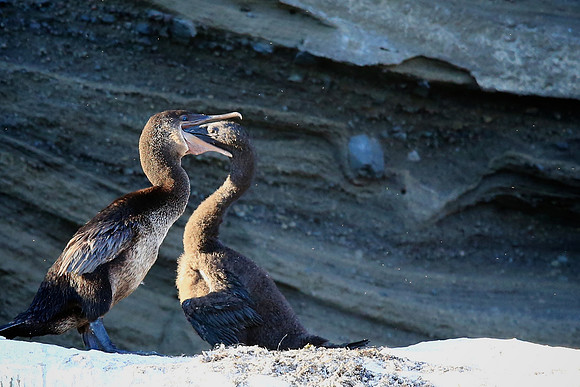 Flightless Cormorant (Phalacrocorax harrisi)