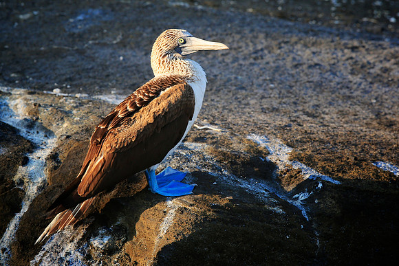 Blue-footed Booby (Sula nebouxii)