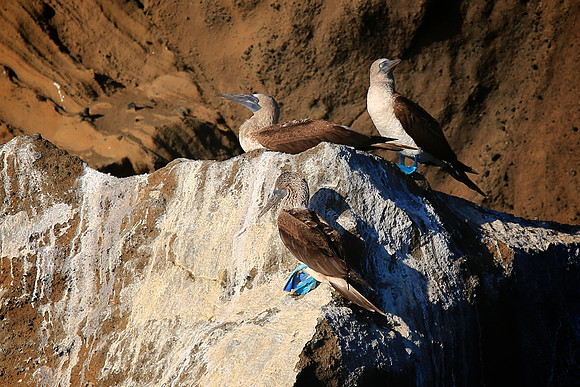 Blue-footed Booby (Sula nebouxii)