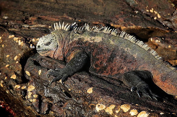 Marine iguana (Amblyrhynchus cristatus)