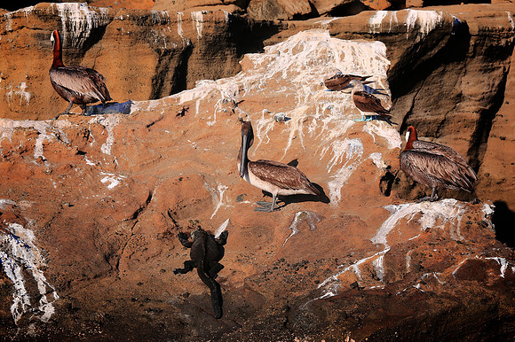 Brown Pelican (Pelecanus occidentalis)
