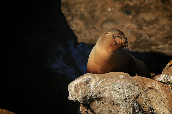 Galápagos sea lion (Zalophus wollebaeki)