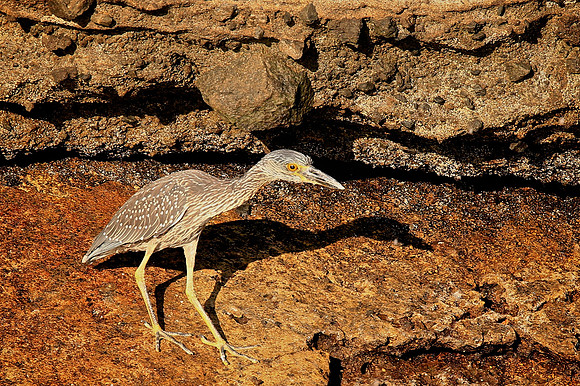 Yellow-crowned Night Heron (Nyctanassa violacea)