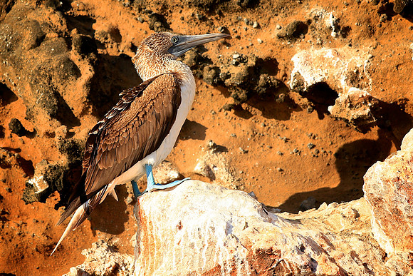 Blue-footed Booby (Sula nebouxii)