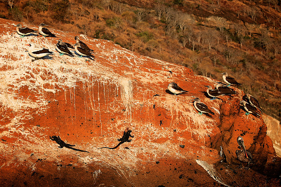 Blue-footed Booby (Sula nebouxii)