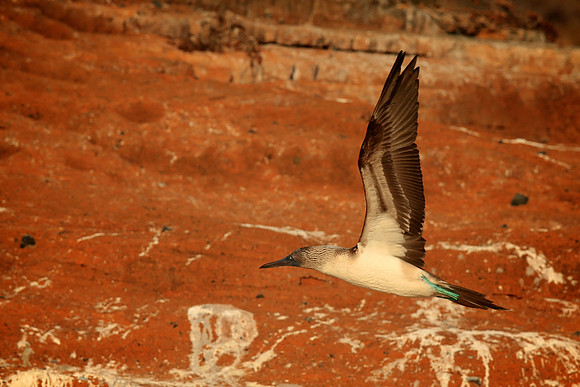 Blue-footed Booby (Sula nebouxii)