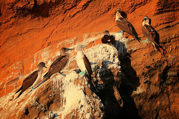 Blue-footed Booby (Sula nebouxii)