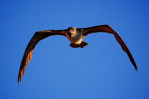Blue-footed Booby (Sula nebouxii)