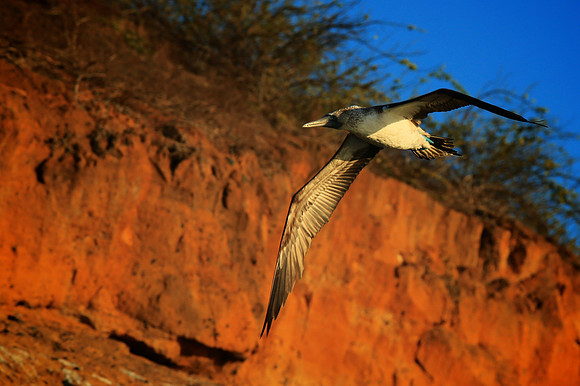 Blue-footed Booby (Sula nebouxii)