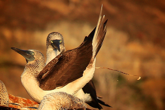 Blue-footed Booby (Sula nebouxii)