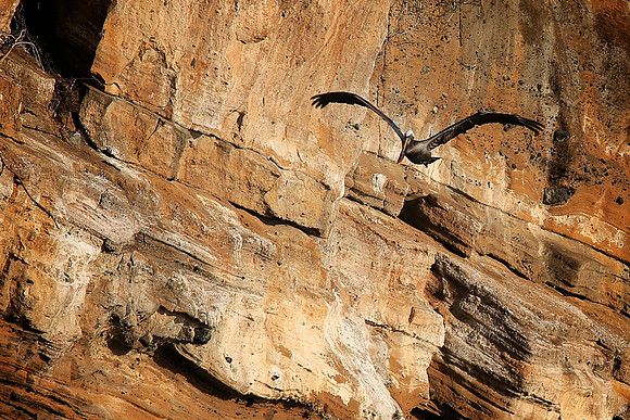 Brown Pelican (Pelecanus occidentalis)