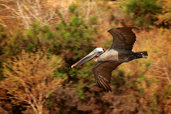 Brown Pelican (Pelecanus occidentalis)