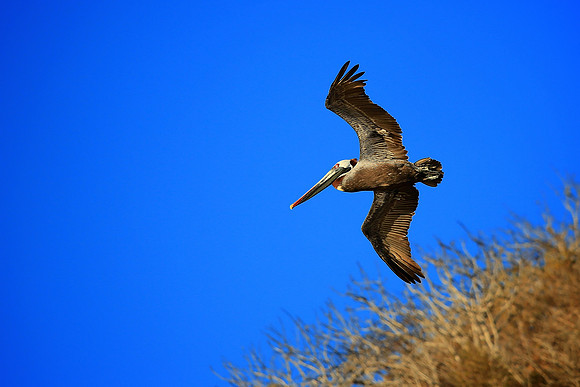 Brown Pelican (Pelecanus occidentalis)
