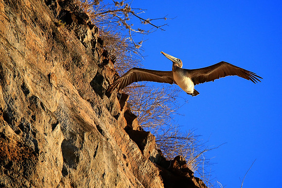 Brown Pelican (Pelecanus occidentalis)