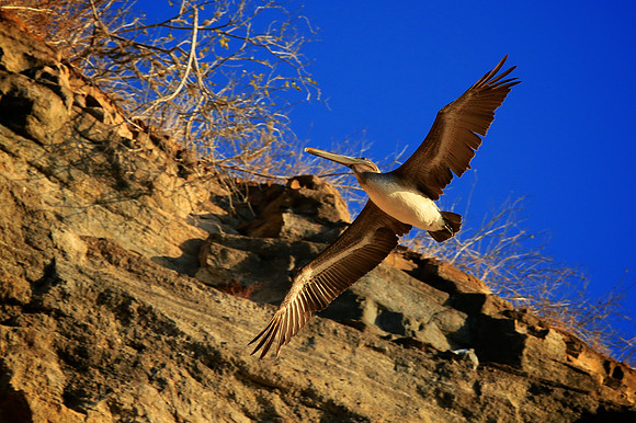 Brown Pelican (Pelecanus occidentalis)