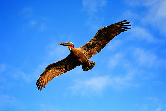 Brown Pelican (Pelecanus occidentalis)