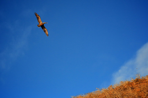 Brown Pelican (Pelecanus occidentalis)