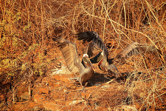 Brown Pelican (Pelecanus occidentalis)
