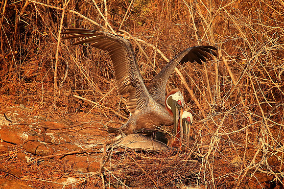 Brown Pelican (Pelecanus occidentalis)