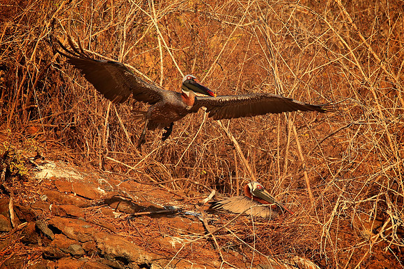 Brown Pelican (Pelecanus occidentalis)