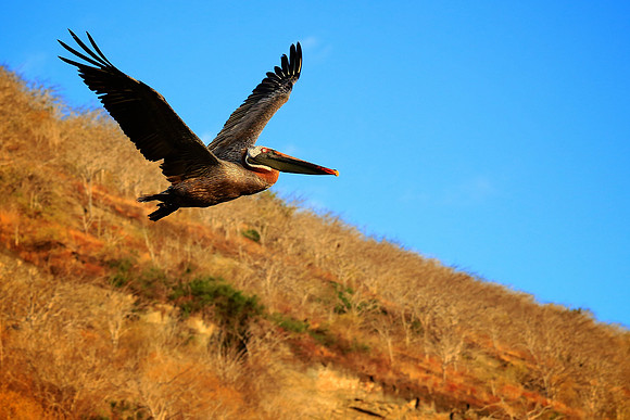 Brown Pelican (Pelecanus occidentalis)