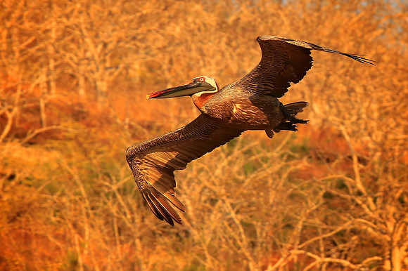 Brown Pelican (Pelecanus occidentalis)