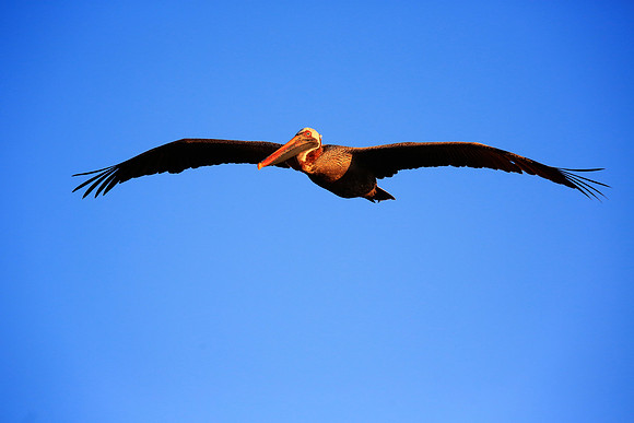Brown Pelican (Pelecanus occidentalis)