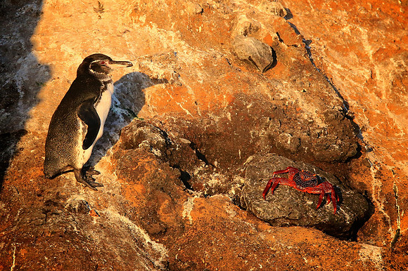 Galapagos Penguin (Spheniscus mendiculus)