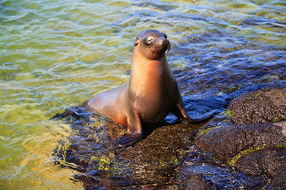 Galápagos sea lion (Zalophus wollebaeki)