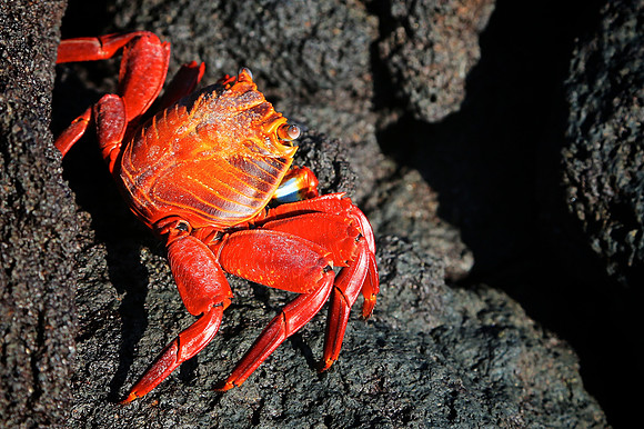 Sally Lightfoot Crab (Grapsus grapsus)