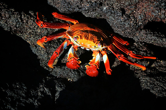 Sally Lightfoot Crab (Grapsus grapsus)