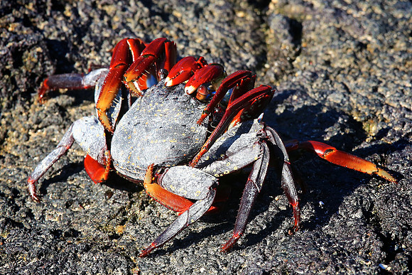 Sally Lightfoot Crab (Grapsus grapsus)