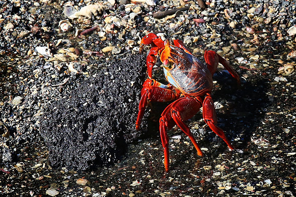 Sally Lightfoot Crab (Grapsus grapsus)