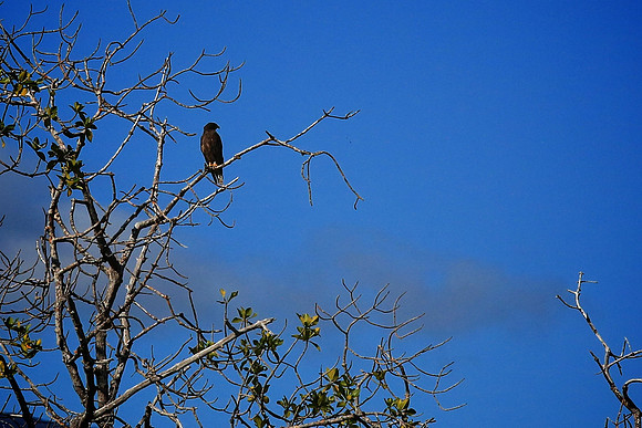 Galapagos Hawk (Buteo galapagoensis)