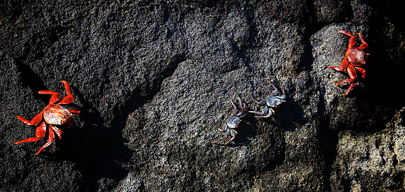 Sally Lightfoot Crab (Grapsus grapsus)