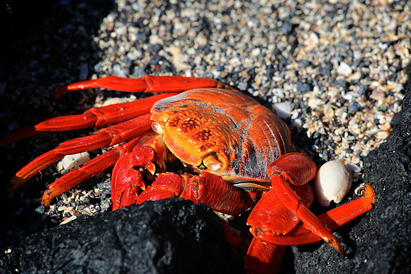 Sally Lightfoot Crab (Grapsus grapsus)
