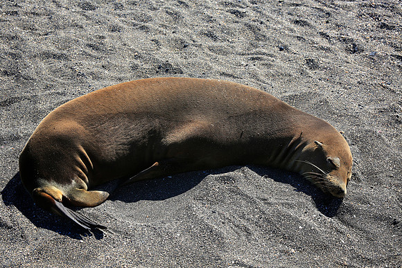 Galápagos sea lion (Zalophus wollebaeki)