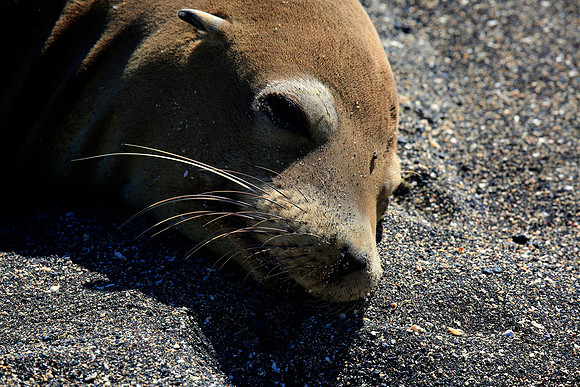 Galápagos sea lion (Zalophus wollebaeki)