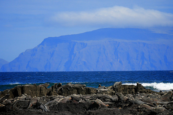 Marine iguana (Amblyrhynchus cristatus)