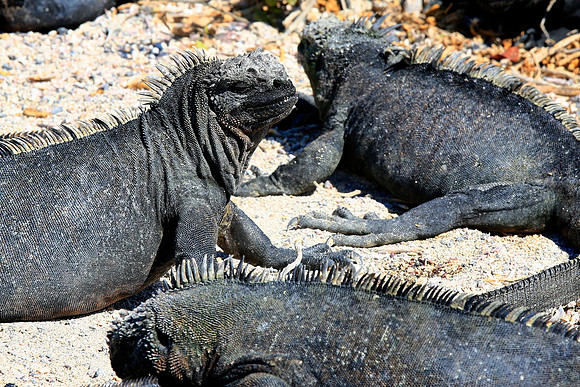 Marine iguana (Amblyrhynchus cristatus)