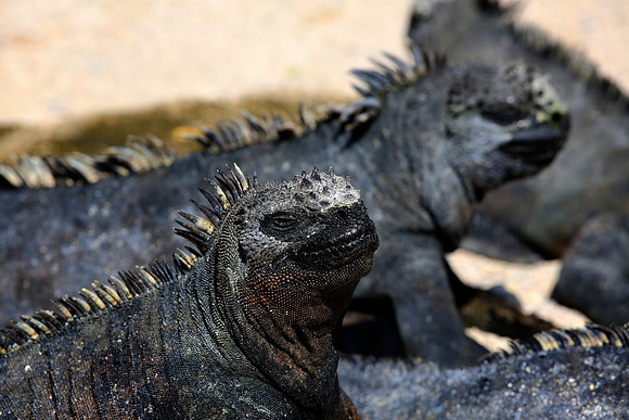 Marine iguana (Amblyrhynchus cristatus)